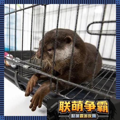 养宠新潮流